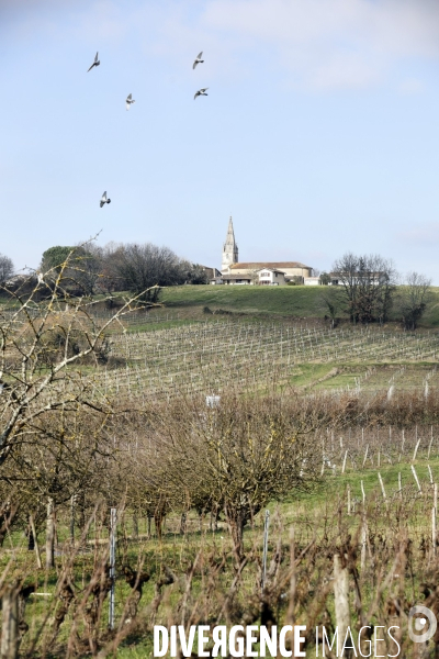 La crise dans les vignobles bordelais