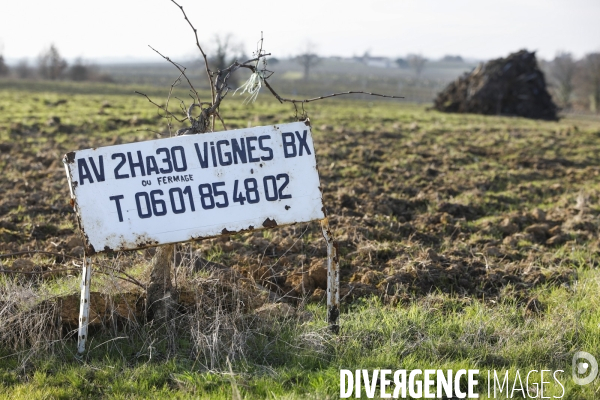 La crise dans les vignobles bordelais