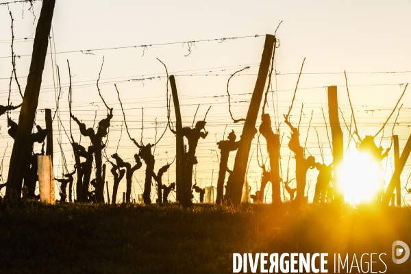 Crise du vin dans le bordelais