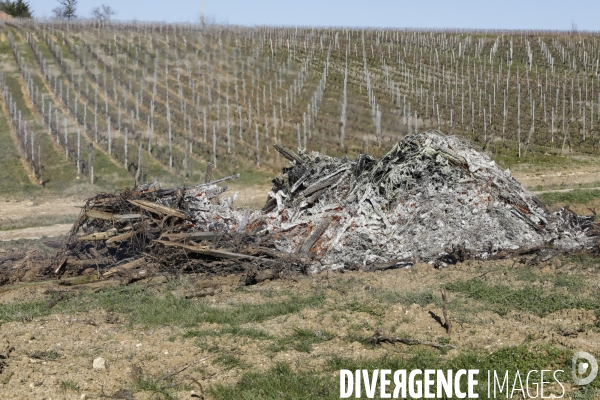 Crise du vin dans le bordelais