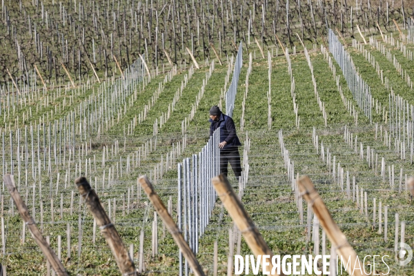Crise du vin dans le bordelais
