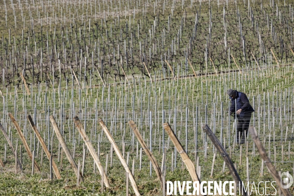Crise du vin dans le bordelais