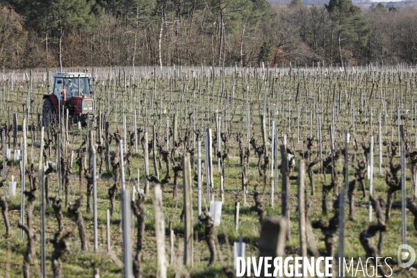 Crise du vin dans le bordelais