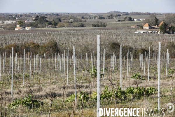 Crise du vin dans le bordelais