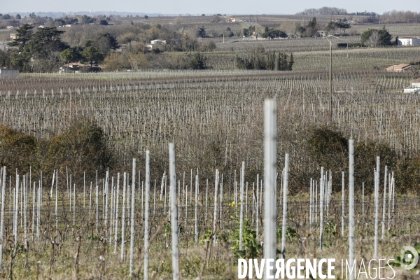 Crise du vin dans le bordelais