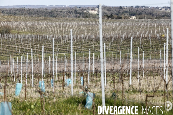 Crise du vin dans le bordelais