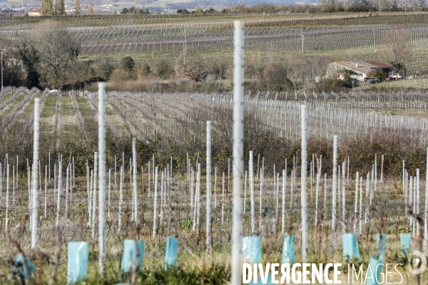 Crise du vin dans le bordelais