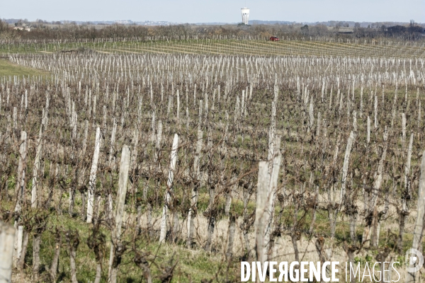 Crise du vin dans le bordelais
