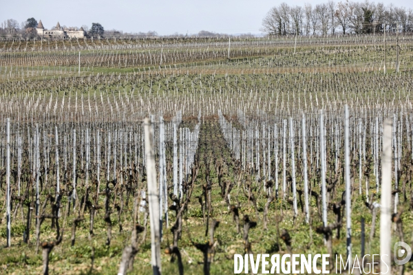 Crise du vin dans le bordelais