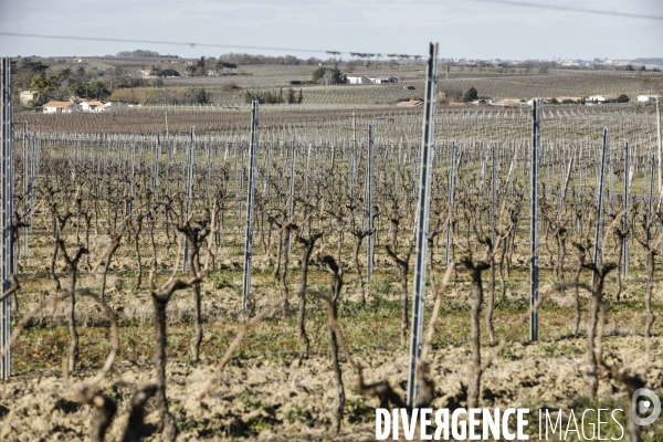 Crise du vin dans le bordelais