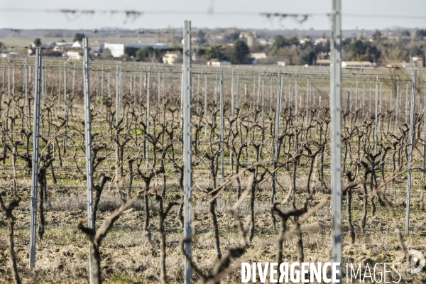 Crise du vin dans le bordelais