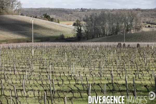 Crise du vin dans le bordelais