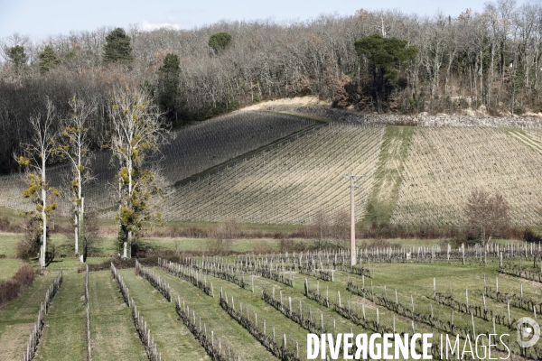 Crise du vin dans le bordelais