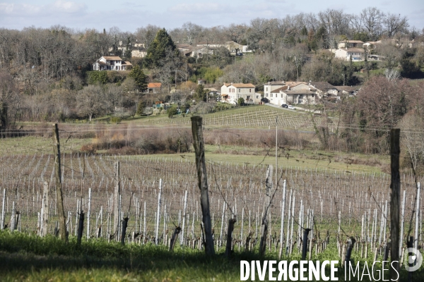 Crise du vin dans le bordelais