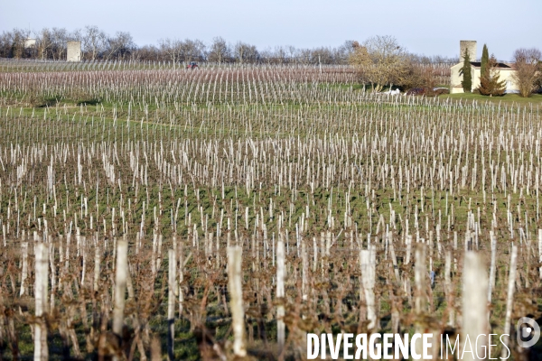 Crise du vin dans le bordelais