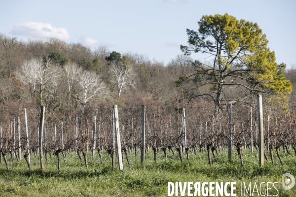 Crise du vin dans le bordelais