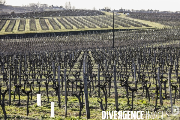 Crise du vin dans le bordelais