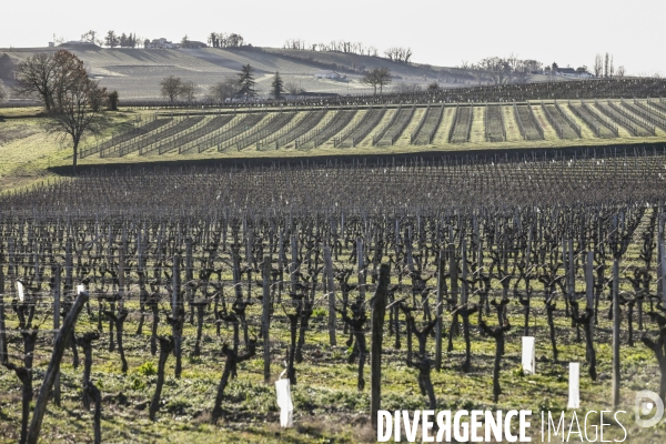 Crise du vin dans le bordelais