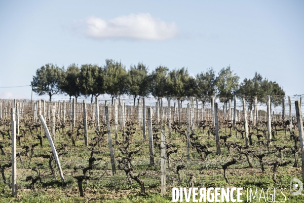 Crise du vin dans le bordelais