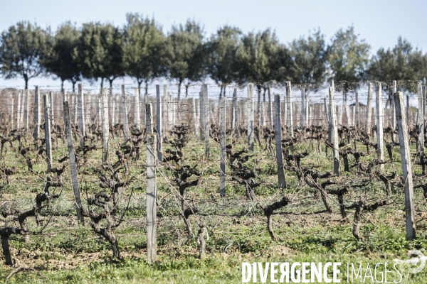 Crise du vin dans le bordelais