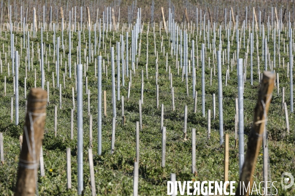 Crise du vin dans le bordelais