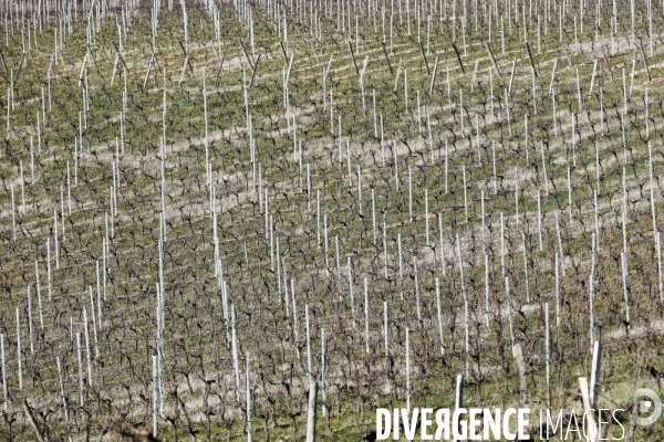 Crise du vin dans le bordelais