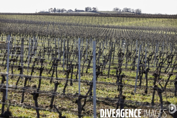 Crise du vin dans le bordelais
