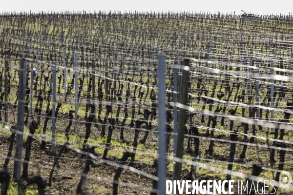 Crise du vin dans le bordelais