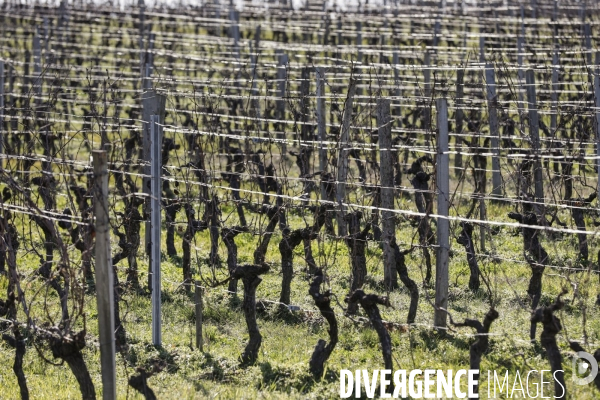 Crise du vin dans le bordelais