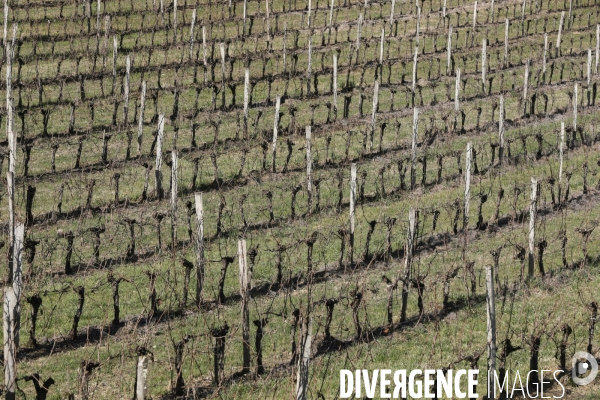 Crise du vin dans le bordelais