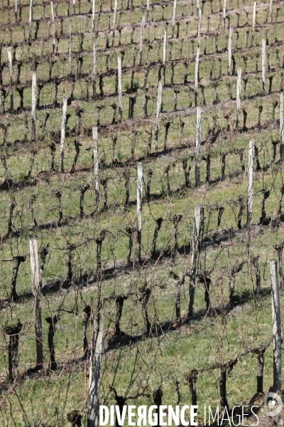 Crise du vin dans le bordelais