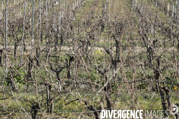 Crise du vin dans le bordelais