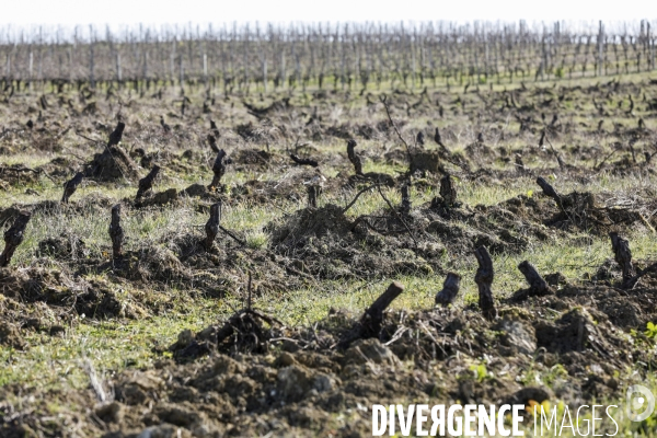 Crise du vin dans le bordelais