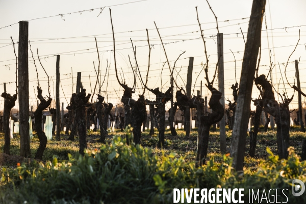 Crise du vin dans le bordelais