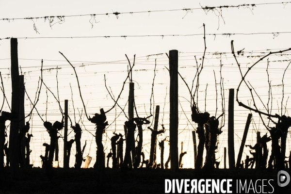 Crise du vin dans le bordelais