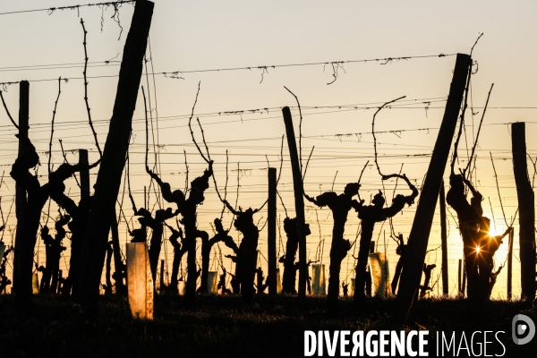 Crise du vin dans le bordelais