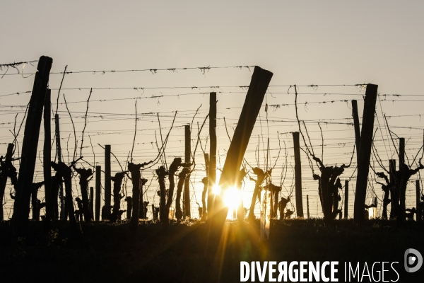 Crise du vin dans le bordelais
