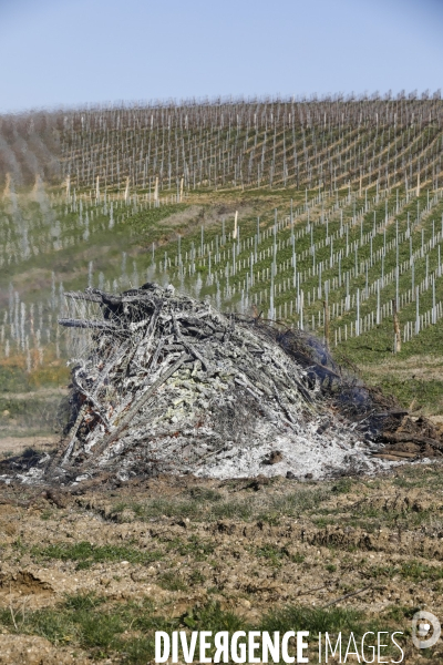 Crise du vin dans le bordelais