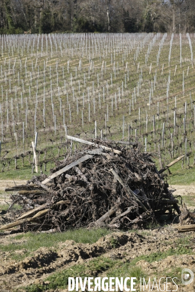 Crise du vin dans le bordelais