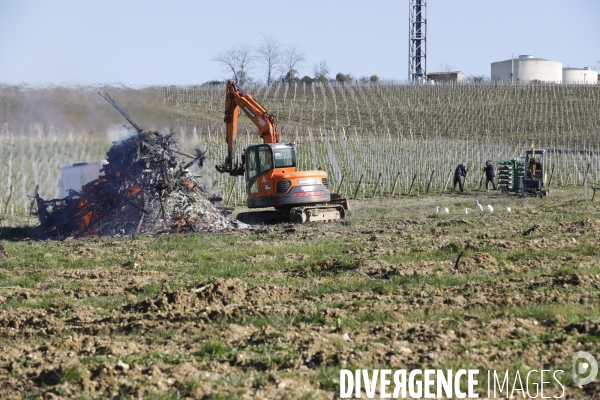 Crise du vin dans le bordelais