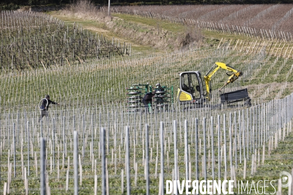 Crise du vin dans le bordelais