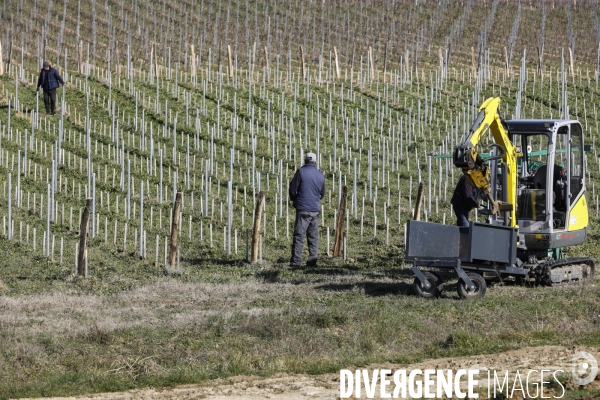 Crise du vin dans le bordelais