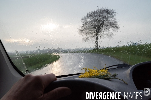 Route de Bretagne et mimosa.