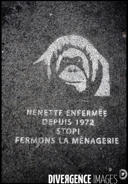 Demande de remise en liberté de Nénette...