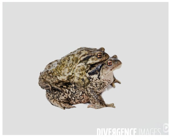 La reproduction du Crapaud Commun