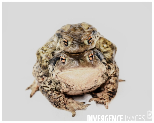 La reproduction du Crapaud Commun