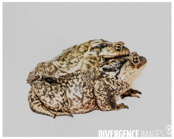 La reproduction du Crapaud Commun