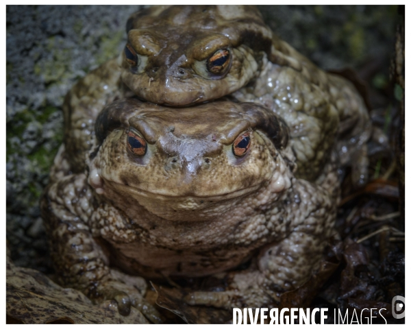 La reproduction du Crapaud Commun