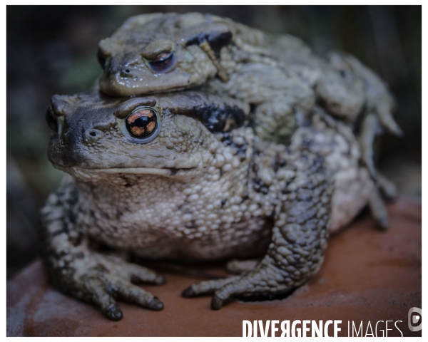 La reproduction du Crapaud Commun