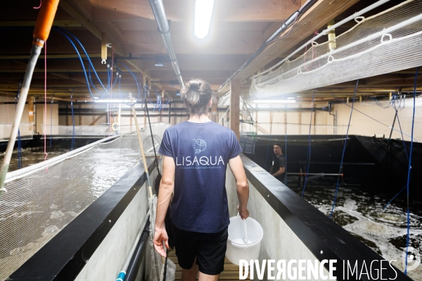Elevage de gambas made in France
